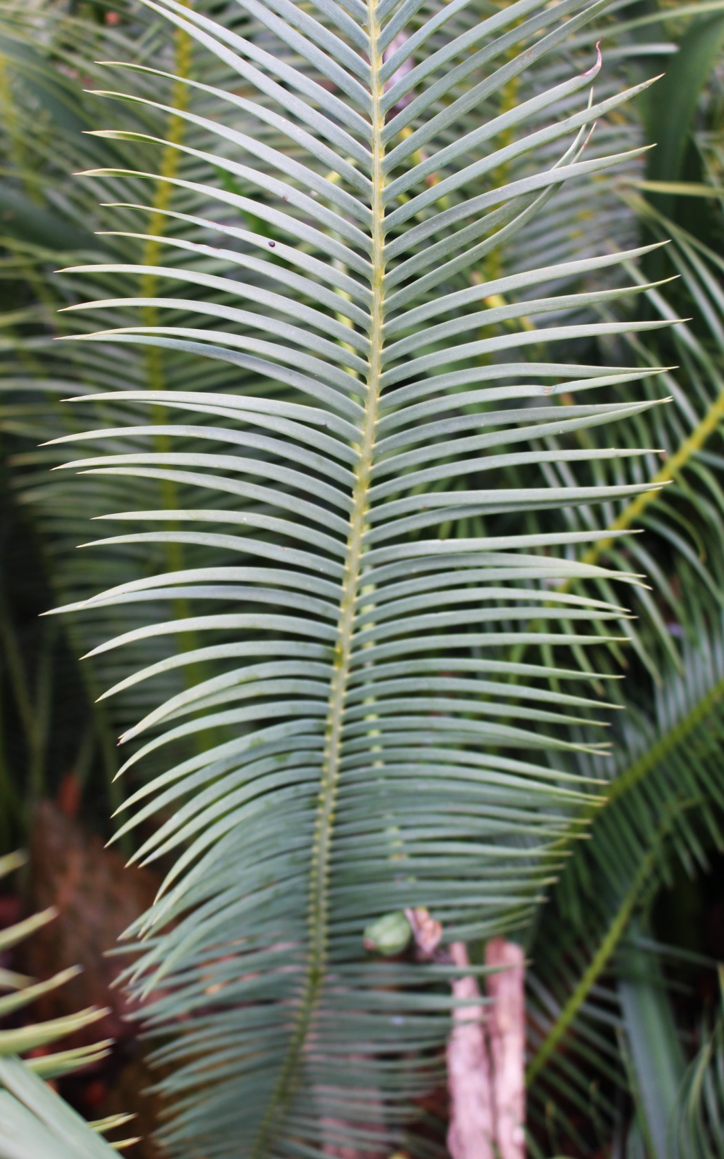 Frond_front
